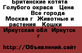 Британские котята Голубого окраса › Цена ­ 8 000 - Все города, Москва г. Животные и растения » Кошки   . Иркутская обл.,Иркутск г.